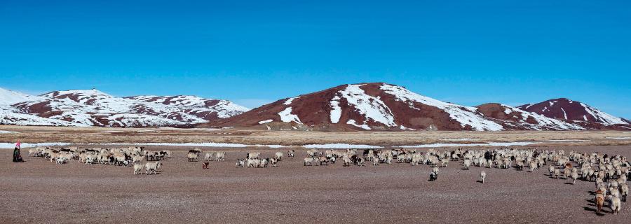 Pasterze owiec na tle wzgórz należących do pasma Transhimalajów (południe Wyżyny Tybetańskiej)