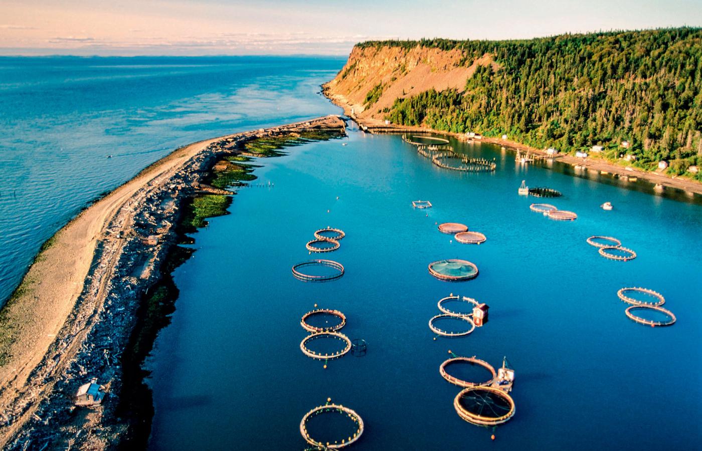 Farma łososi u wybrzeży Kanady (wyspa Grand Manan).