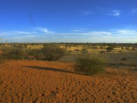 Coraz większe fale migrantów klimatycznych będą dobijały się do bram Europy i USA. Na zdjęciu pustynnienie obszarów graniczących z pustynią Kalahari.