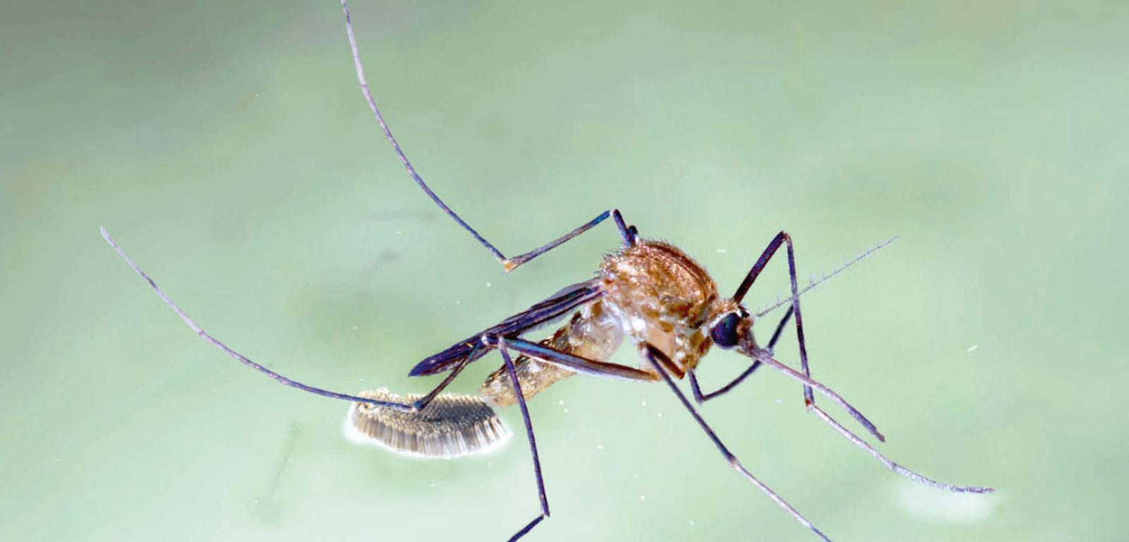 Samice komarów brzęczących formują na wodzie pakiet ­zawierający ok. 200 jaj.