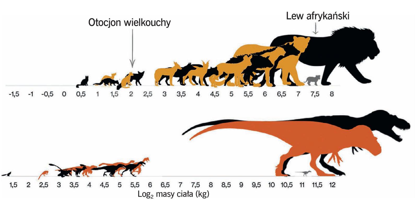 Różnice w rozkładzie wielkości współczesnych gatunków drapieżnych (góra) i mięsożernych dinozaurów (dół). Wśród tych drugich brakowało drapieżców średniej wielkości.