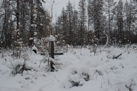 Liesopował (wycinka lasu) z czasów Stalina od współczesnych zrębów odróżnia obecność krzyży.