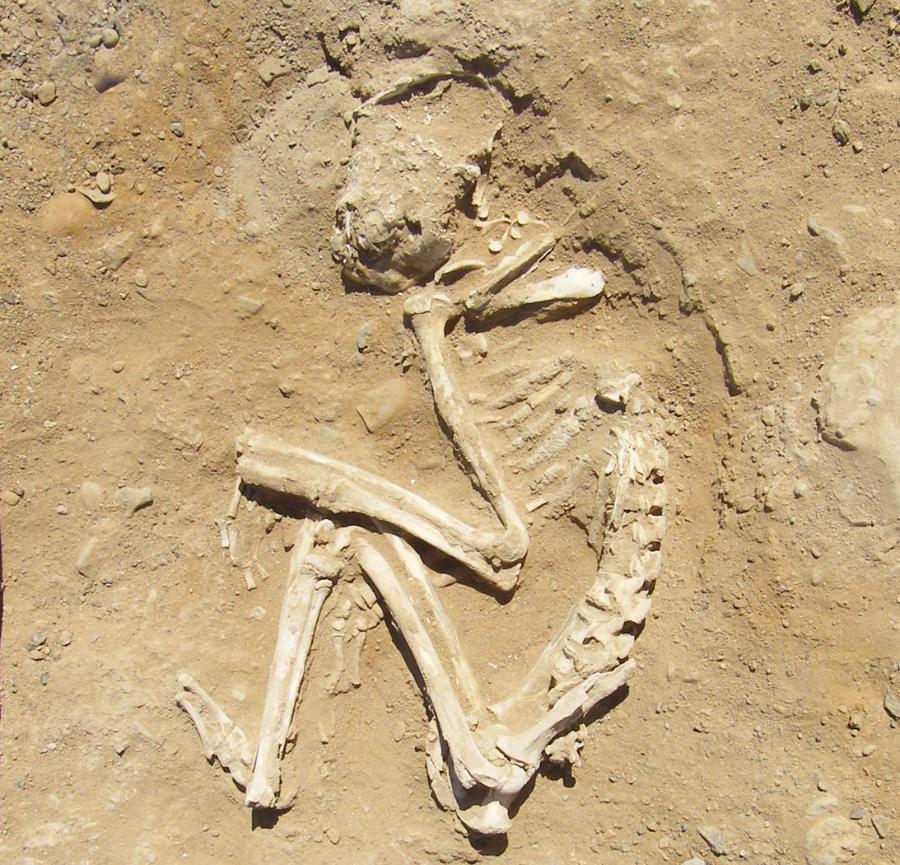 Być może najstarszy ogród zoologiczny znajdował się w Nechen na terenie Górnego Egiptu. Na zdjęciu kości pawiana złożonego w grobie wraz ze swoim właścicielem.