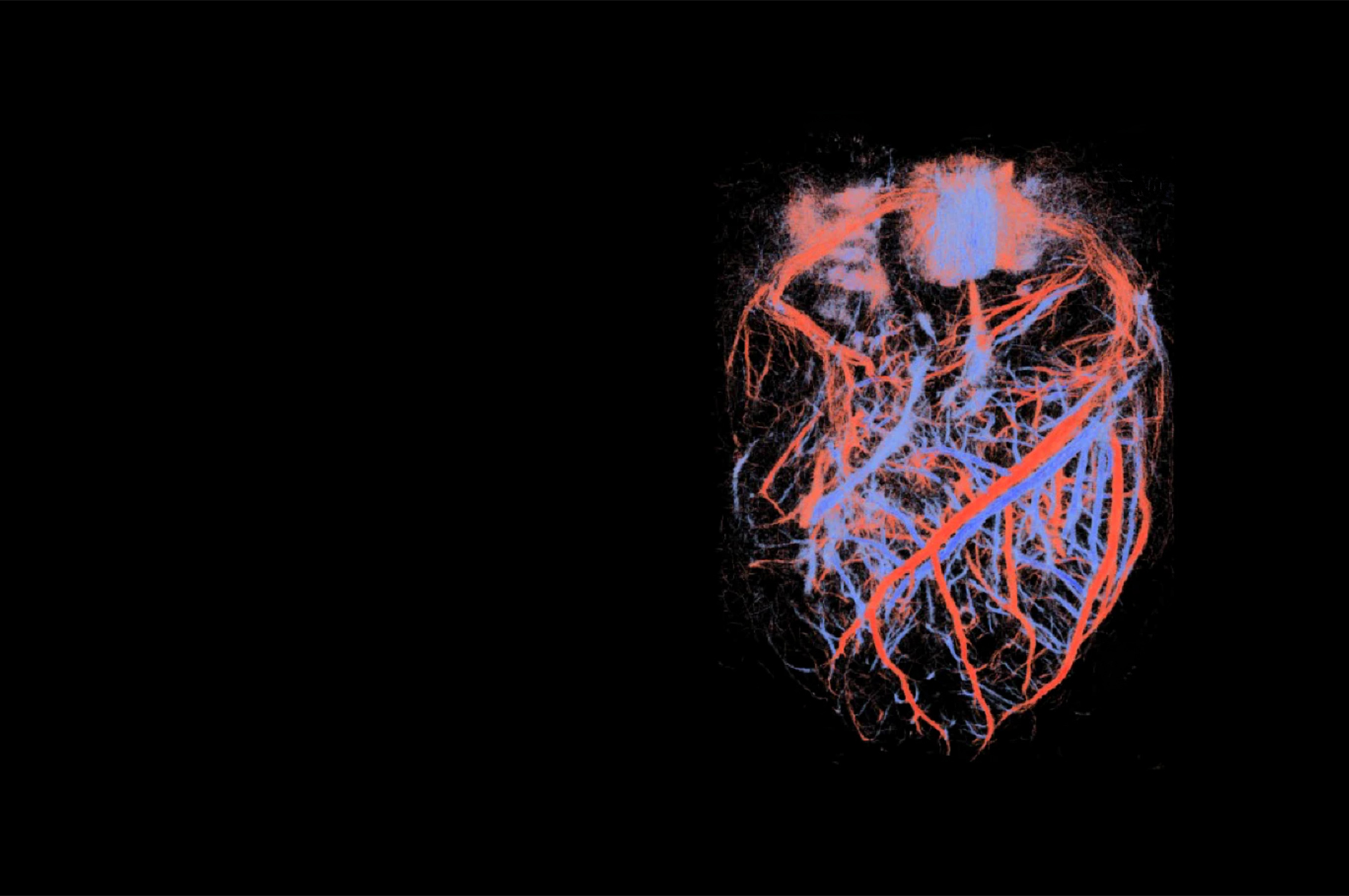 Dokładniej patrzeć w serce pozwala nowa metoda obrazowania