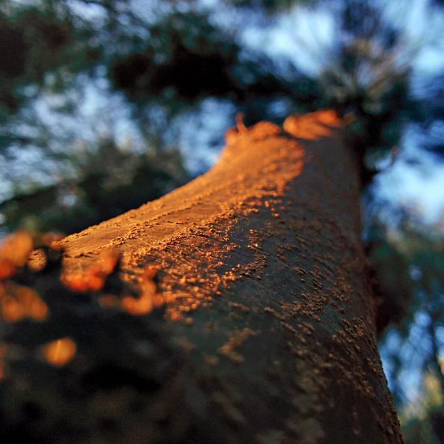Casuarina equisetifolia, czyli rzewnia skrzypolistna.