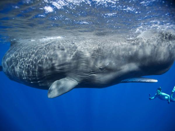 Kadr z filmu „O czym śnią wieloryby”