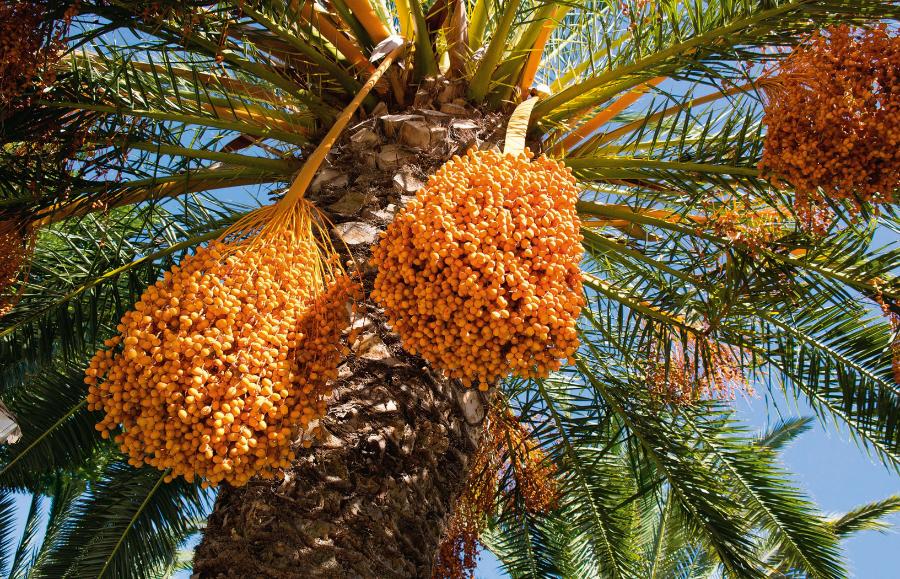Owoce palm daktylowych jada się na surowo lub sporządza z nich bardzo gęsty syrop zwany miodem. Obok ziaren zbóż, rodzynek i suszonych fig gromadzono je na wypadek wojny lub okresu głodu.