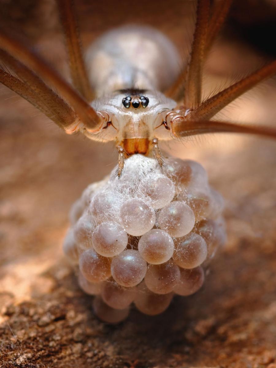 Samice pająków często pilnują złożonych jaj.