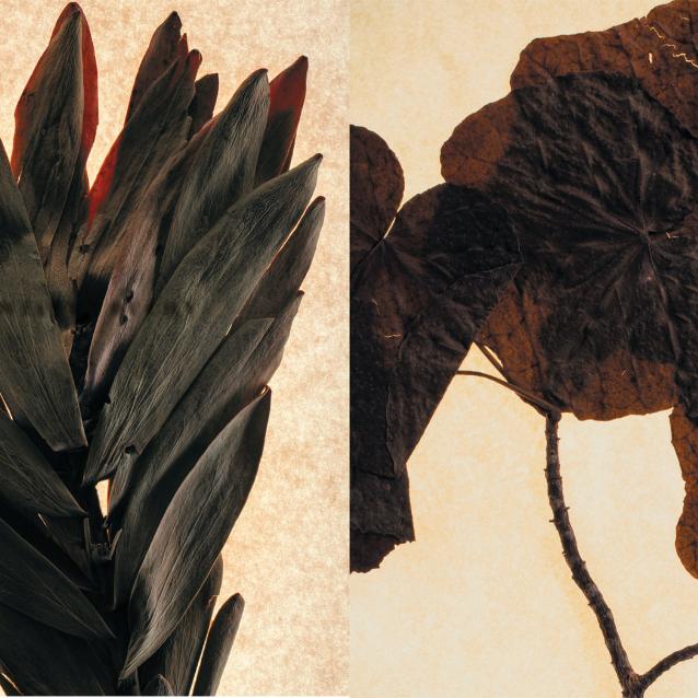 Znad krawędzi: Leucadendron grandiflorum Salisb (po lewej) wymarł w 1806 roku, a górski hibiskus z Maui (po prawej) podzielił jego los w 1912. Jednak udało się częściowo zrekonstruować ich DNA i odtworzyć geny odpowiedzialne za zapach kwiatów – drzewny aromat z nutą jałowca, cytrusów i tymianku.