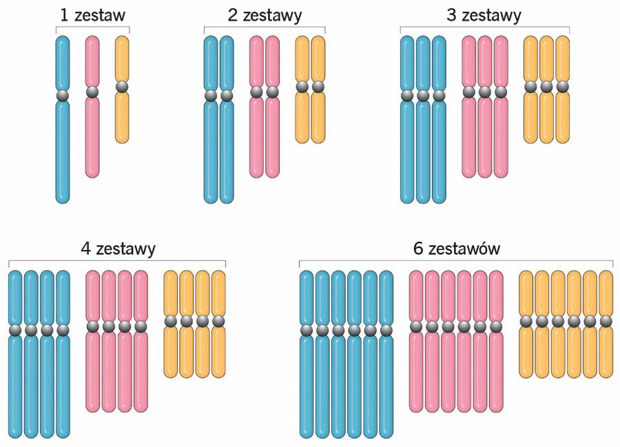 Komórki mogą posiadać więcej niż dwa kompletne zestawy chromosomów homologicznych (o tym samym kształcie, wielkości i z tym samym zestawem genów). Jest to poliploidalność. Wiele zbóż ma cztery lub ­nawet sześć takich zestawów.