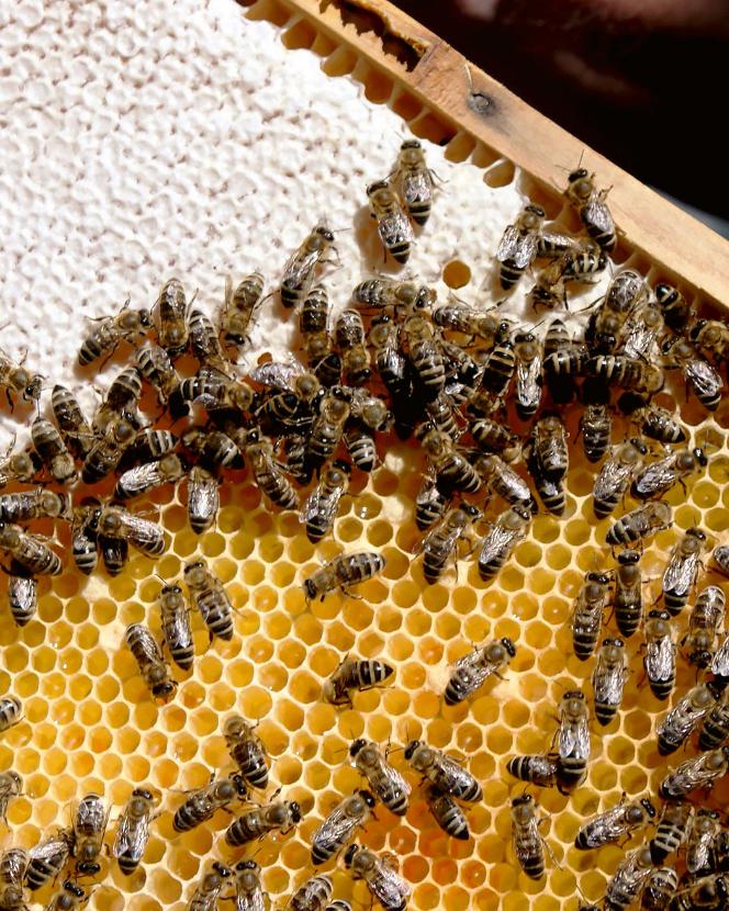 Pszczoły Mieszkanki Miast Miasto Szczęśliwych Pszczół Politykapl 8908