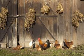 Kultura folwarku jest w Polsce nie tylko niezwykle trwała, ale też zaraźliwa.