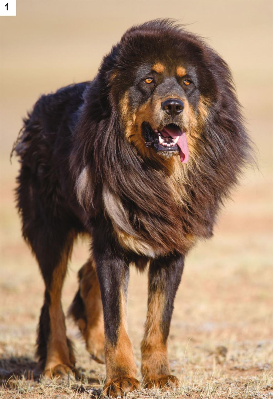 Przywracanie bancharów, lokalnej rasy mongolskich psów pasterskich (1), może ograniczyć porywanie kóz przez irbisy i wilki, a tym samym chronić te zagrożone drapieżniki (2).