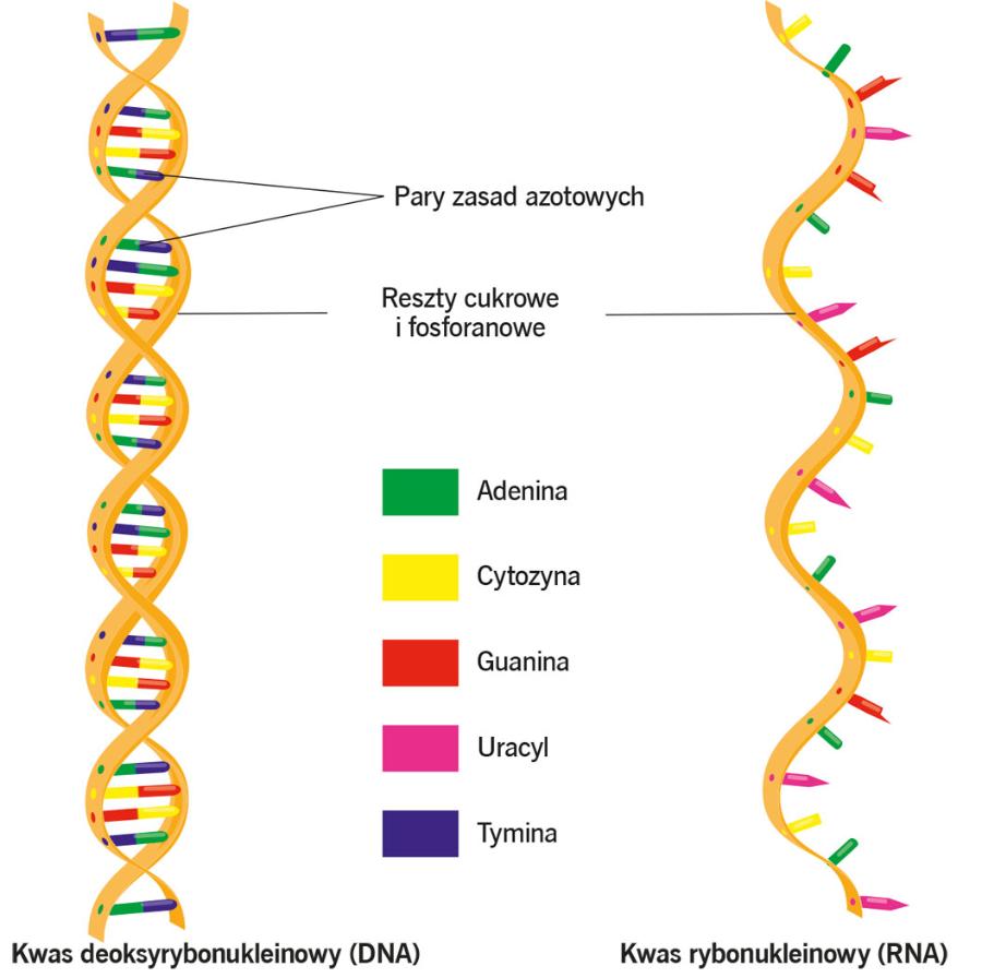 Porównanie budowy DNA i RNA.