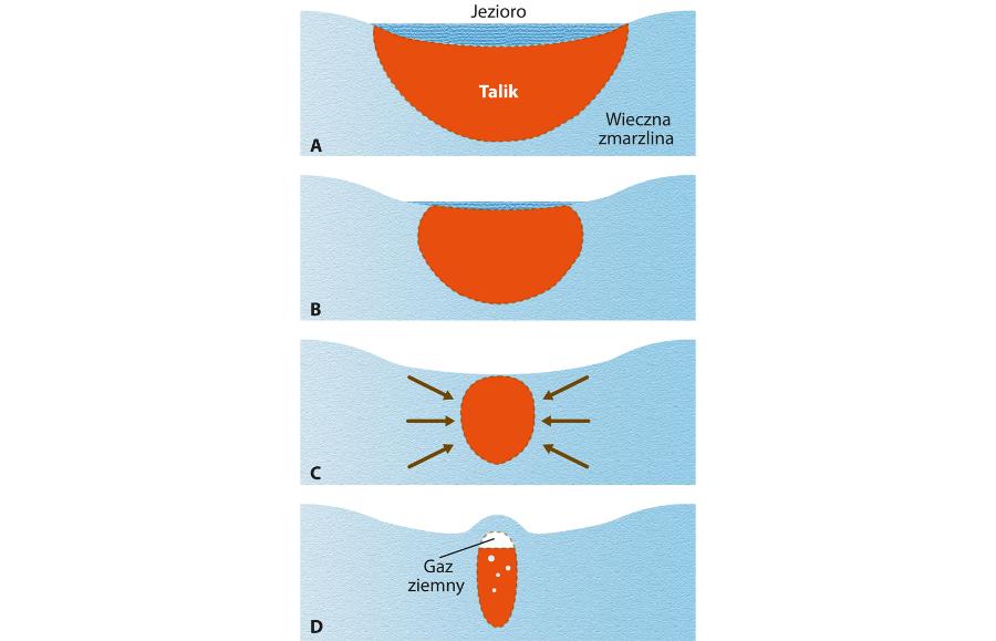Odmarznięty grunt pod jeziorem arktycznym, czyli talik (A). Gdy jezioro znika, talik zaczyna być atakowany przez mróz ze wszystkich stron (B i C), a znajdujący się w nim gaz unosi grunt do góry, tworząc pagórek pingo (D). Za chwilę wszystko wyleci w powietrze, a w miejscu pingo powstanie krater.