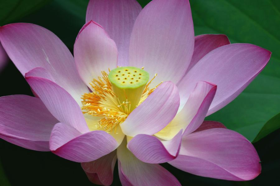 Kwitnący ­lotos uzyskany z nasion wydobytych z suchego dna jeziora mandżurskiego.