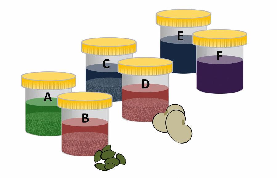 Zmiany barwy w różnych pojemnikach zależą od rodzaju nasion i dodatku mocznika.