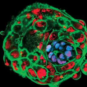10-dniowy ludzki zarodek z wybarwionymi na niebiesko jądrami komórek, z których powstaje ciało płodu.