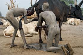 Mocz ma właściwości zmiękczające i wybielające, więc przez wieki był naturalnym szamponem. Na fot. chłopcy z plemienia Mandari z Sudanu Południowego myją włosy moczem bydła.