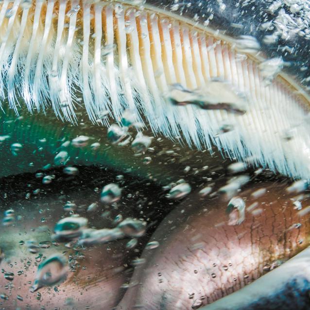 Walenie fiszbinowe połykają olbrzymie ilości wody pełnej małych skorupiaków, a następnie odfiltrowują zdobycz za pomocą keratynowych płyt zwanych fiszbinami.