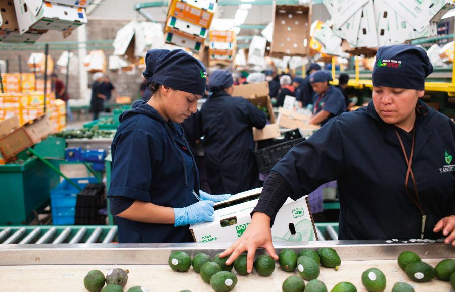 Pracownicy przebierają awokado na taśmie produkcyjnej fabryki Frutas Finas w Tancítaro. Stamtąd pochodzi połowa wszystkich owoców produkowanych w Meksyku.