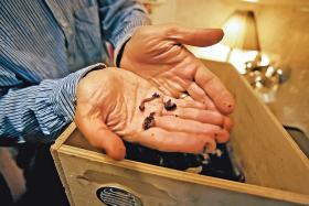 Aby sie pozbyć organicznych resztek, Colin kupił trochę ziemi, robaków, pudło i zrobił kompost.