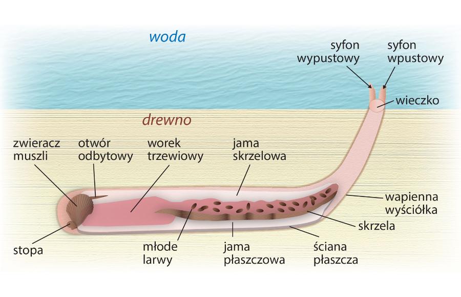 Budowa anatomiczna świdraka okrętowego.