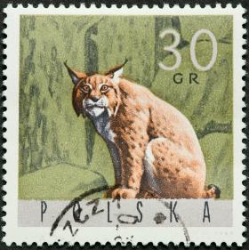 Choć rzadkie, jest to zwierzę popularne – w 1965 r. trafiło nawet na znaczek pocztowy.