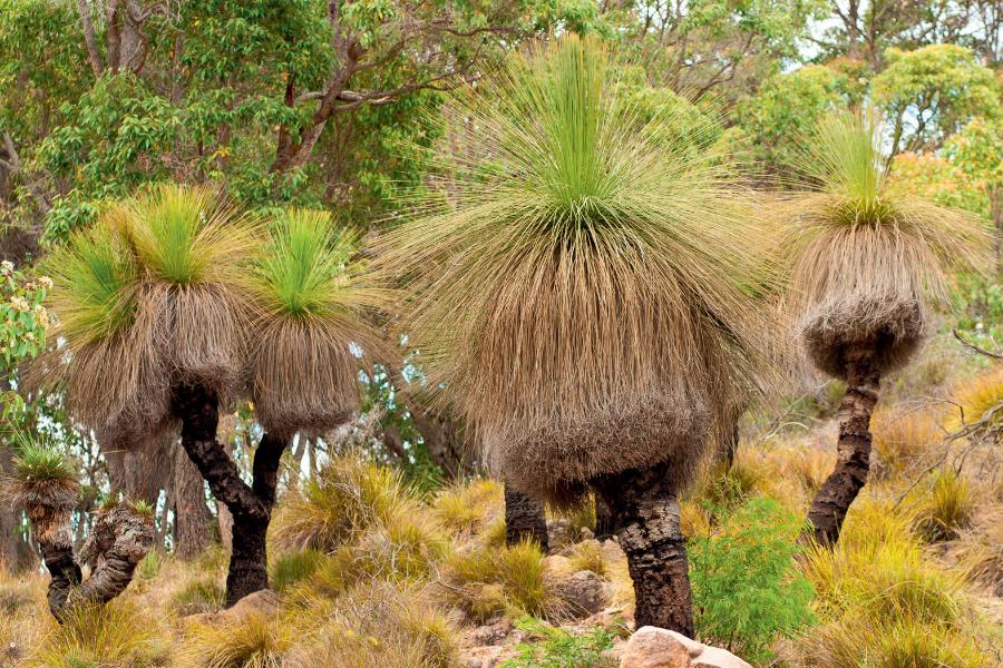Australijski żółtak chroni się przed żarem płomieni otoczką z martwych liści.