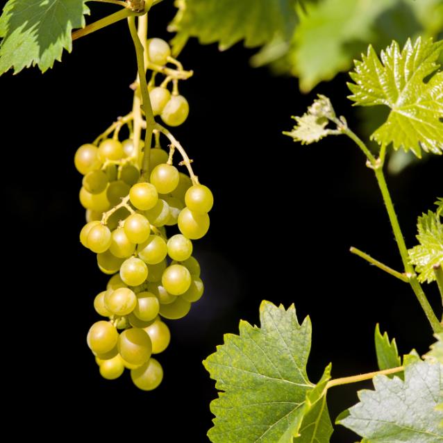 Pulsar - wyjątkowy portal naukowy.