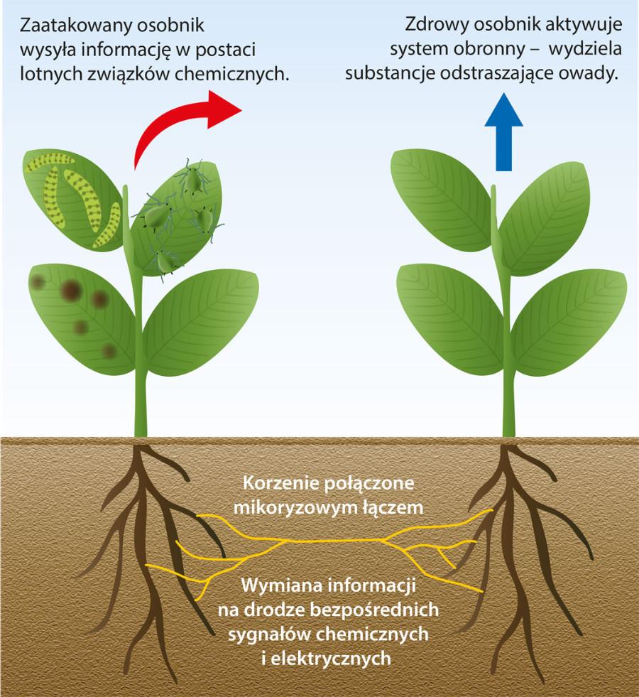 System komunikacyjny roślin.