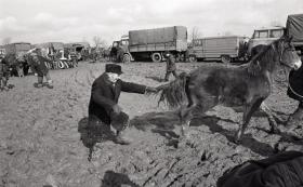 Targ koński w Bodzentynie, 1980 r.