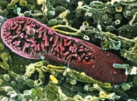 Mitochondrium - potrzeba ich kilkaset, by osiągnęły długość 1 mm.