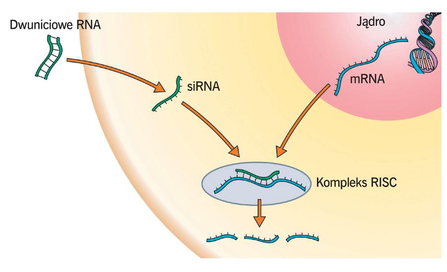 Wyciszanie ekspresji ­genów przez siRNA. Krótkie ­siRNA wiążą się z mRNA oraz kompleksem RISC. Kompleks przecina mRNA, co oznacza, że na jego podstawie nie powstanie białko.