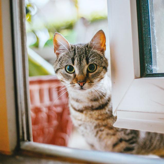 Z najnowszych badań wynika, że droga kotów do udomowienia nie była tak prosta, jak myśleliśmy.