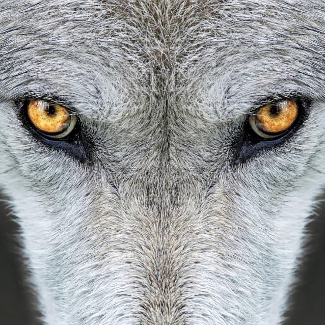Po trwających ponad dwie dekady badaniach w Parku Narodowym Yellowstone stało się jasne, że terytorium wilków chorujących na toksoplazmozę istotnie częściej pokrywa się z terytoriami pum.