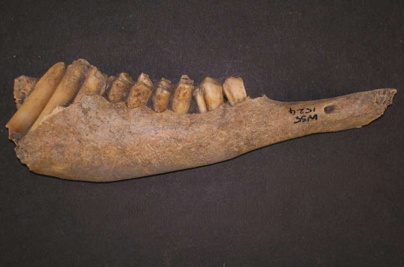 Porządnie się najeść i napić. Oto brytyjski sposób na ciężkie czasy