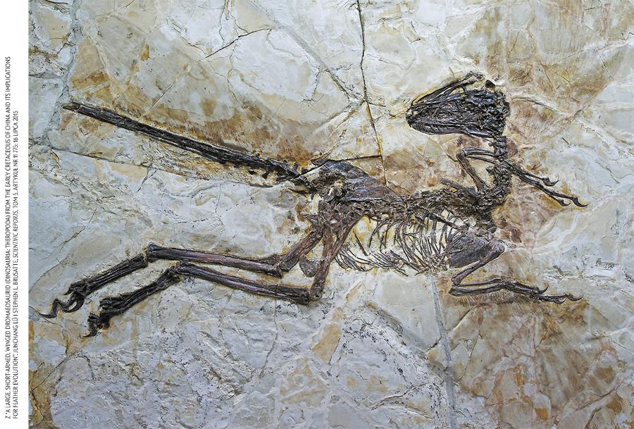 Upierzony dinozaur Zhenyuanlong z Jinzhou w Chinach to jeden z wielu odkrytych ostatnio okazów dokumentujących, w jaki sposób ptaki wyłoniły się z naziemnych przodków i wzbiły się w powietrze.