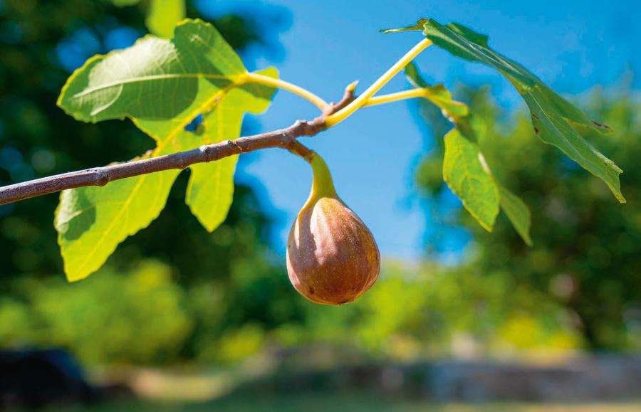 Owoce figowca są bardzo słodkie. Zjada się je surowe oraz suszone.