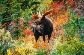Populację łosi może w naturalny sposób ograniczyć tylko głęboki śnieg zimą i drapieżniki, a więc wilki i niedźwiedzie.