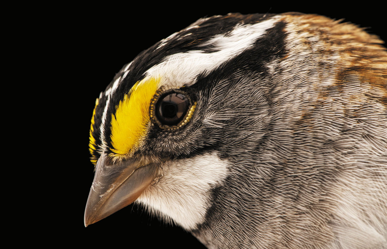 Ptaki, które łamią binarność