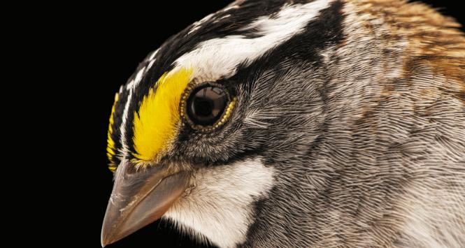 Pulsar - wyjątkowy portal naukowy.