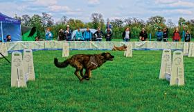 Flyball – sztafeta przez płotki – na Dog Games. Dodatkową trudność stanowi biegająca po sąsiednim torze drużyna przeciwników.