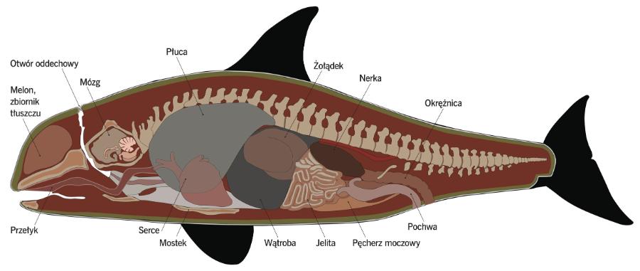 Budowa wewnętrzna samicy orki oceanicznej.