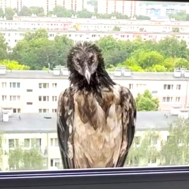 Orłosęp wywołał w Polsce sensację. Potrzebujemy jak najwięcej takich opowieści