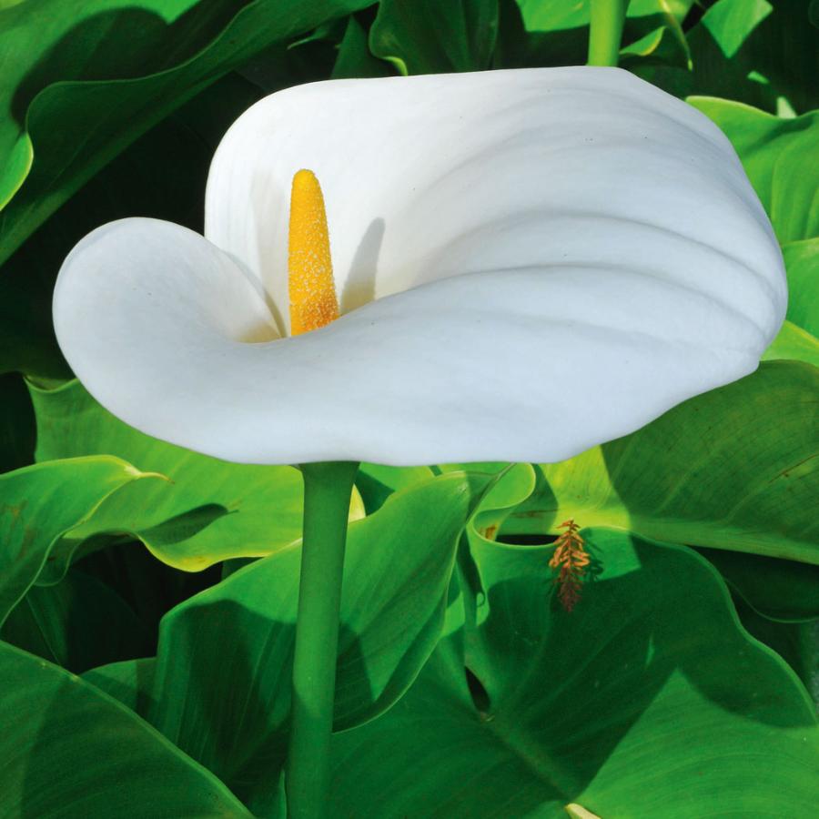 Podsadka kalii etiopskiej (biały liść) zwinięta jest w spiralę.