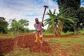 Większość ziemi w Ugandzie użytkowana jest przez mieszkańców prawem kaduka, nieraz od pokoleń.