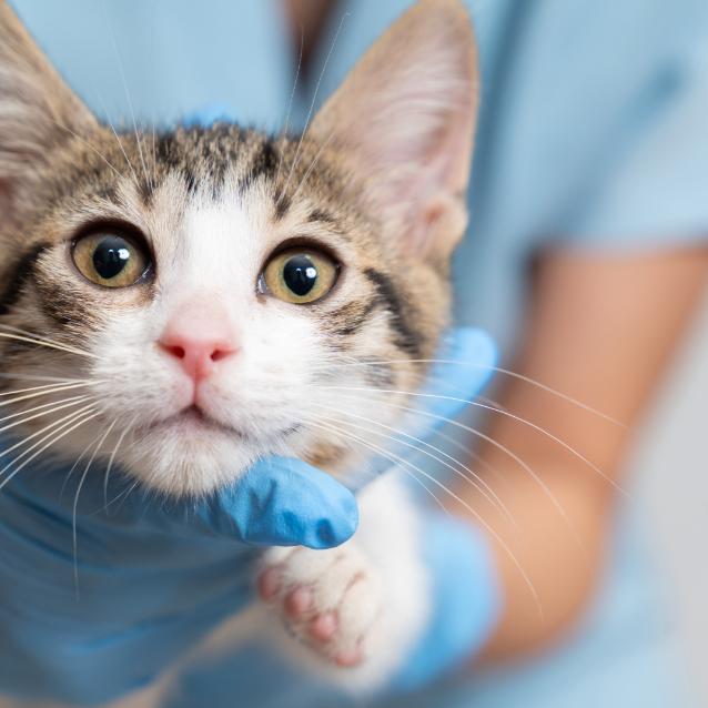 Pulsar - wyjątkowy portal naukowy.