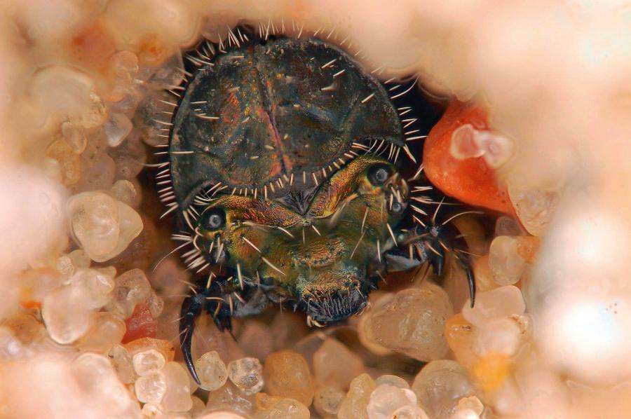 Dziwna i groźna z wyglądu twarz larwy trzyszcza (Cicindela sp.) jest swoistą pokrywką norki, w której siedzi reszta ciała larwy. Larwa wyczekuje na przechodzącą w pobliżu mrówkę, na którą rzuca się, a zaraz potem wciąga do norki. Każda z dwóch par oczek (stemmata) zawiera układ dioptryczny z tysiącami komórek siatkówki, dzięki czemu larwy trzyszczy są bodaj najlepiej widzącymi larwami w świecie owadów.