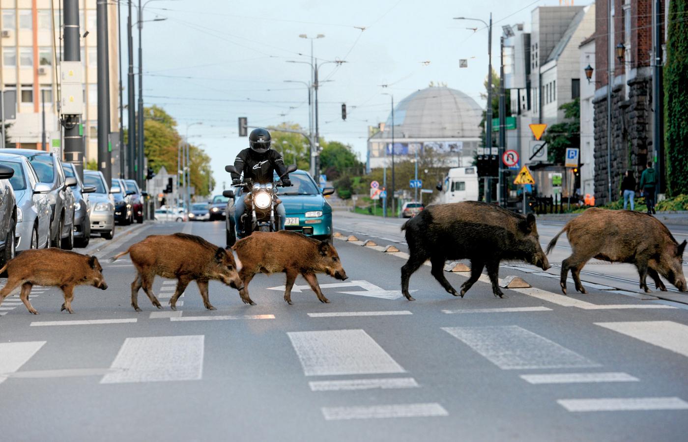 Dziki Olsztyn